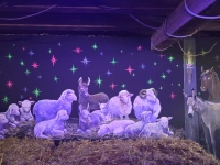 {"de": "Wandmalerei \"Die Krippe mit Tieren\", 2025", "en": "Mural \"Nativity Scene with Animals\", 2025", "uk": "Настінний розпис \"Ясла з тваринами\", 2025"}